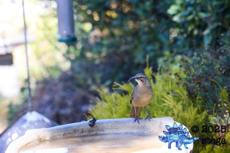 California Thrasher