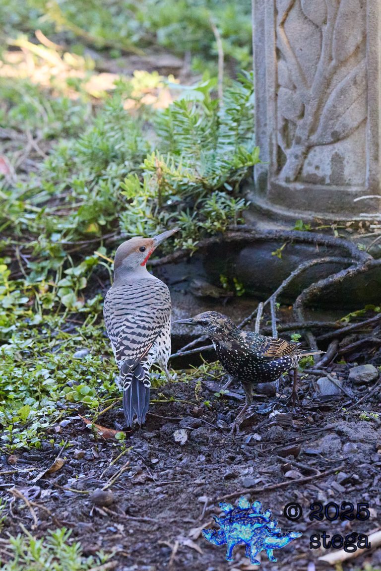 European Starling