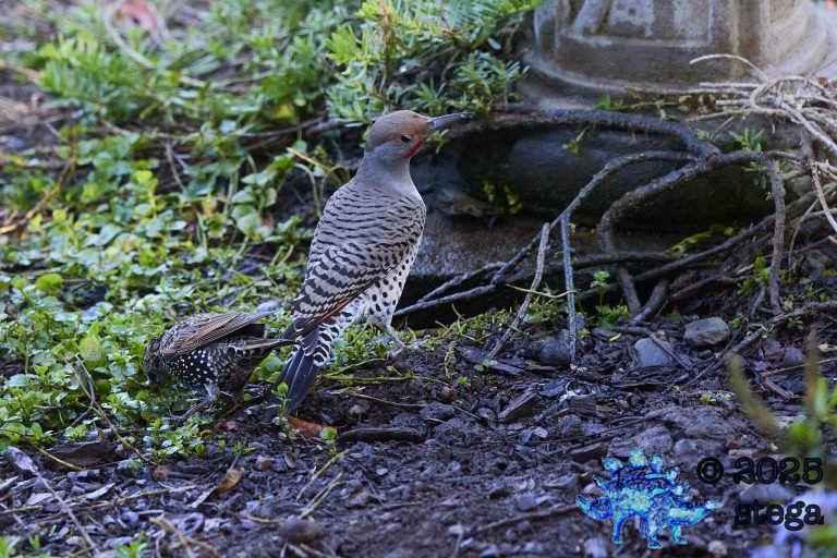 European Starling