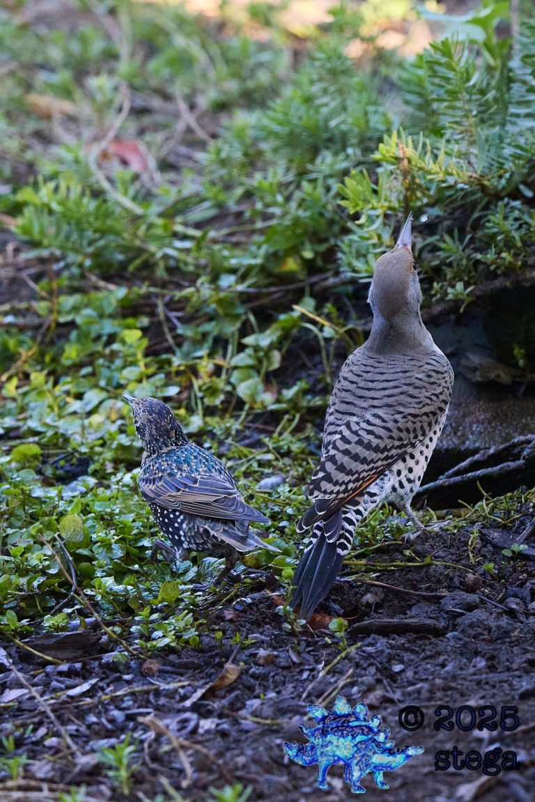 European Starling