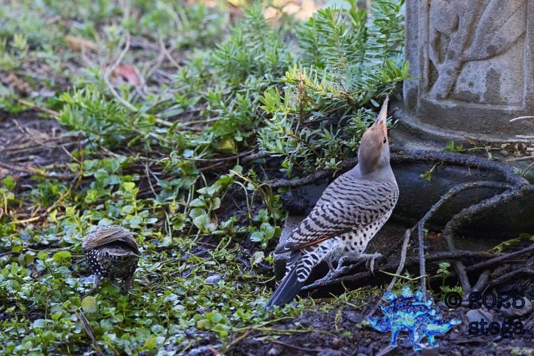 European Starling