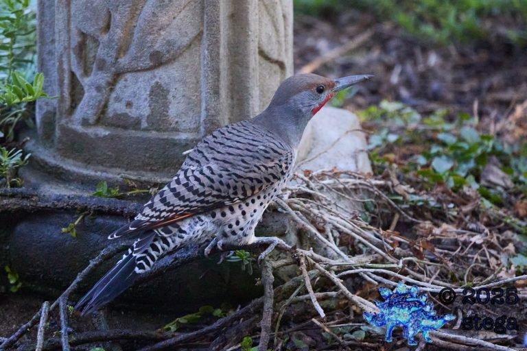 Northern Flicker