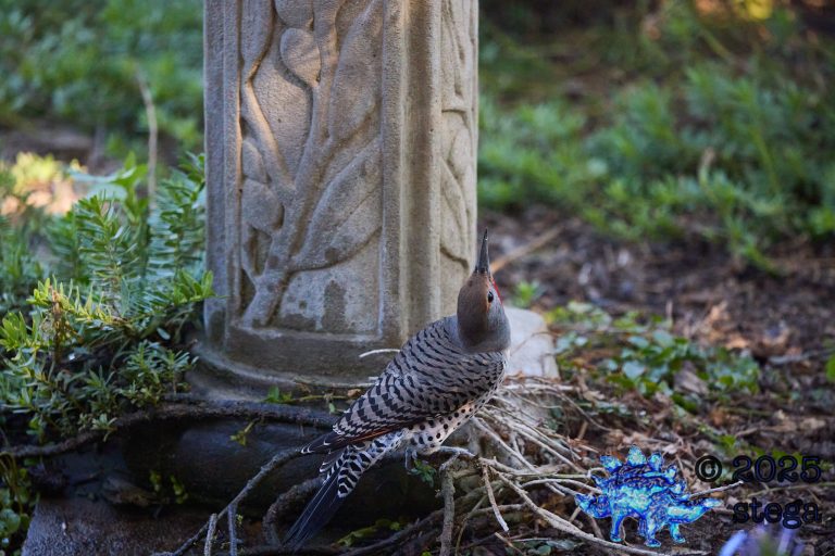 Northern Flicker