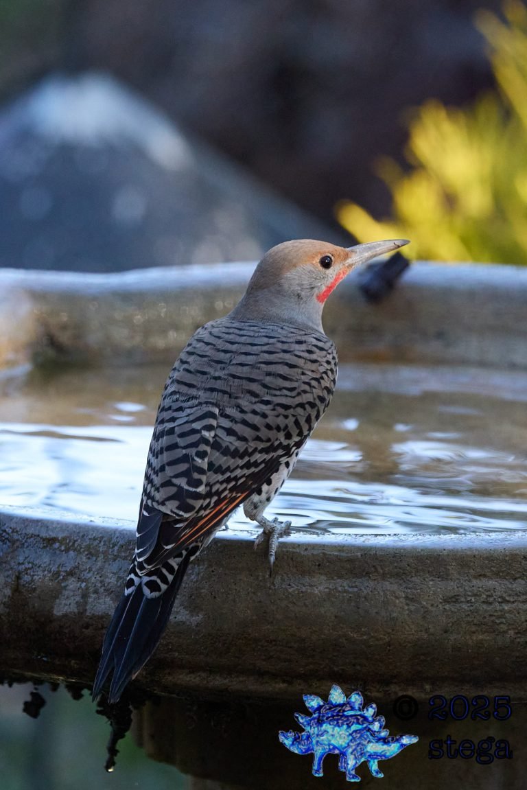 Northern Flicker