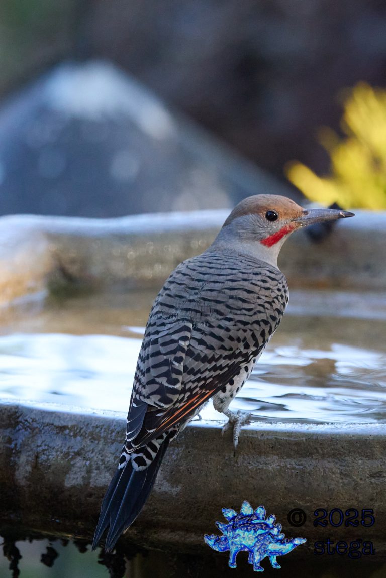 Northern Flicker