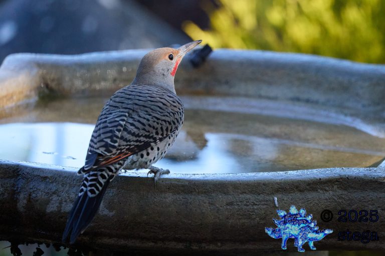 Northern Flicker