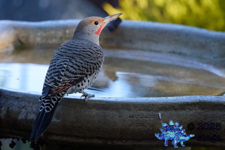 Northern Flicker