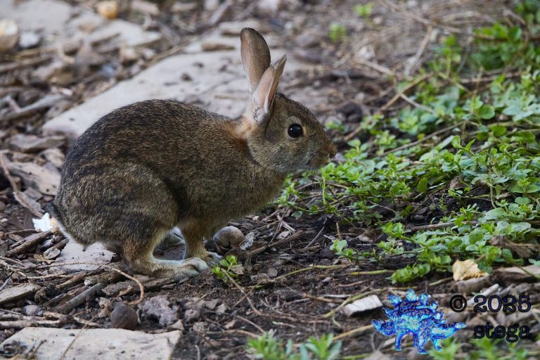 Hare