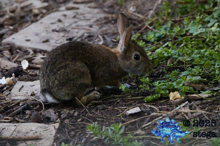 Hare