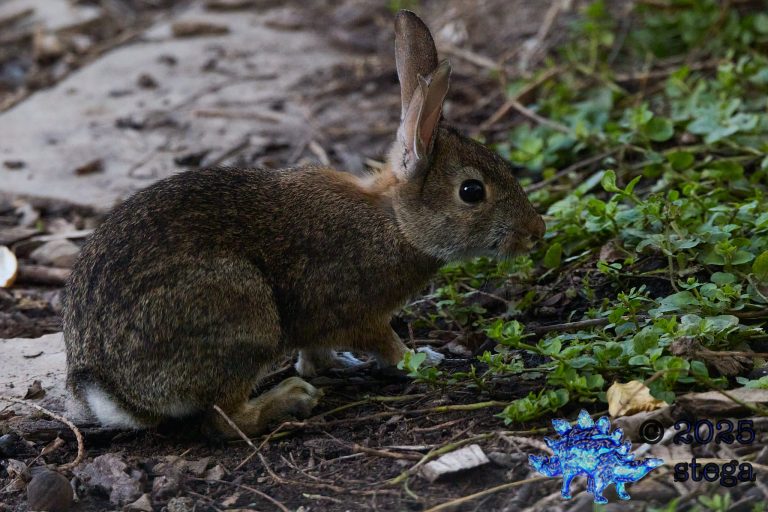Hare