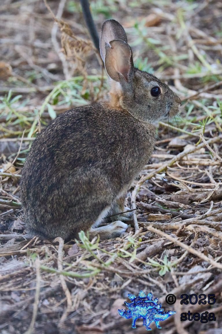 Hare