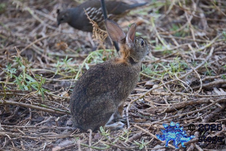 Hare