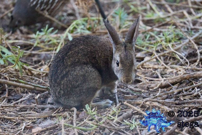 Hare