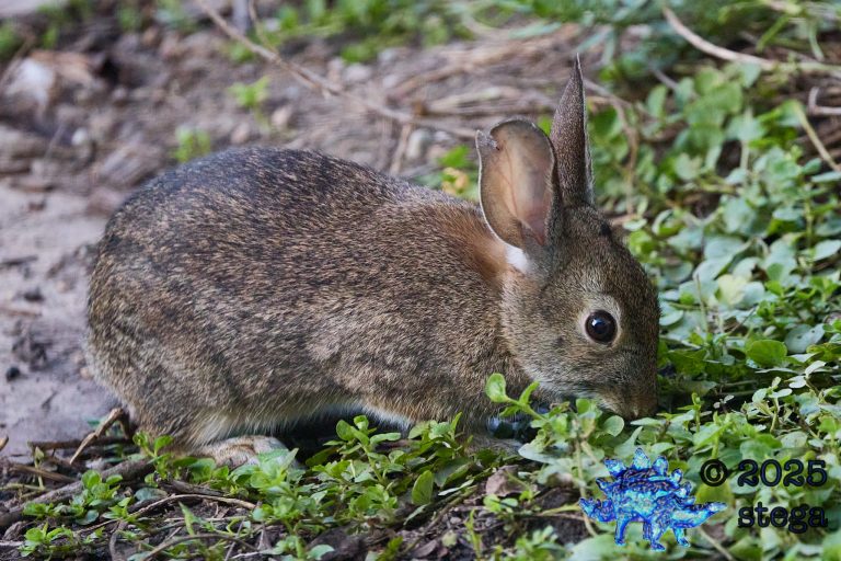 Hare
