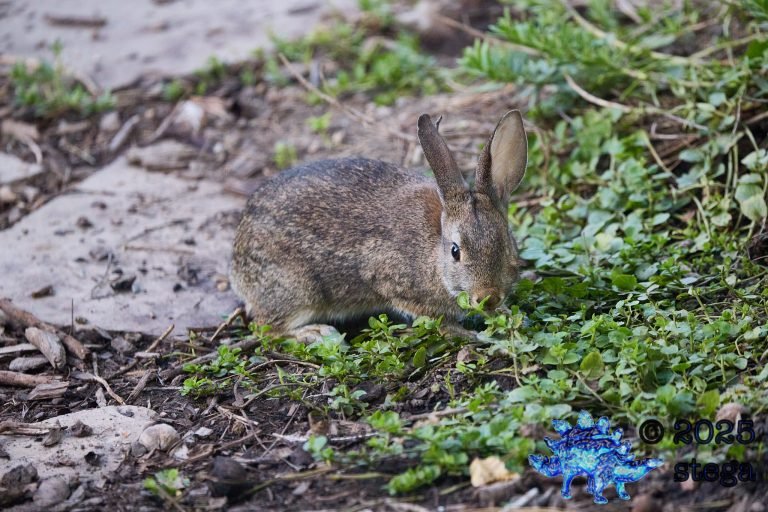 Hare