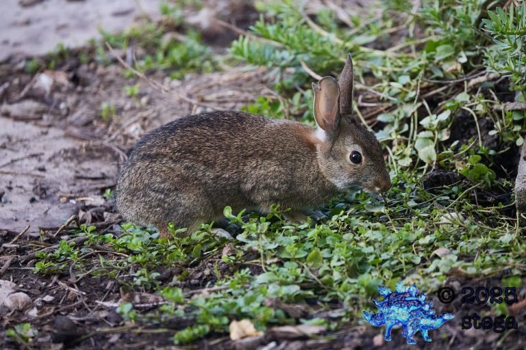 Hare