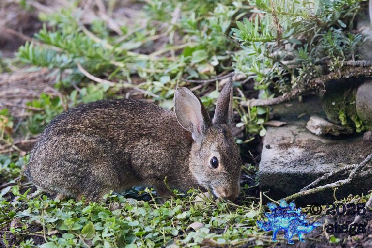 Hare