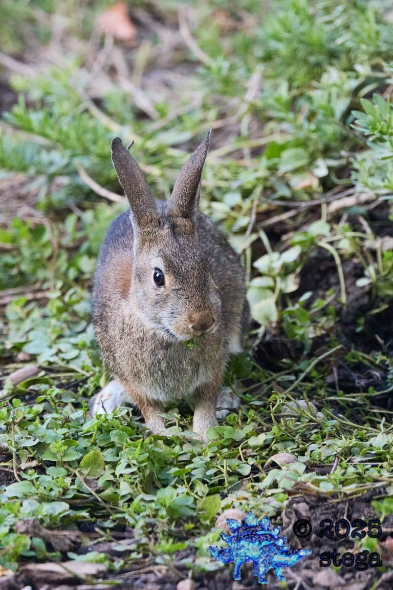 Hare