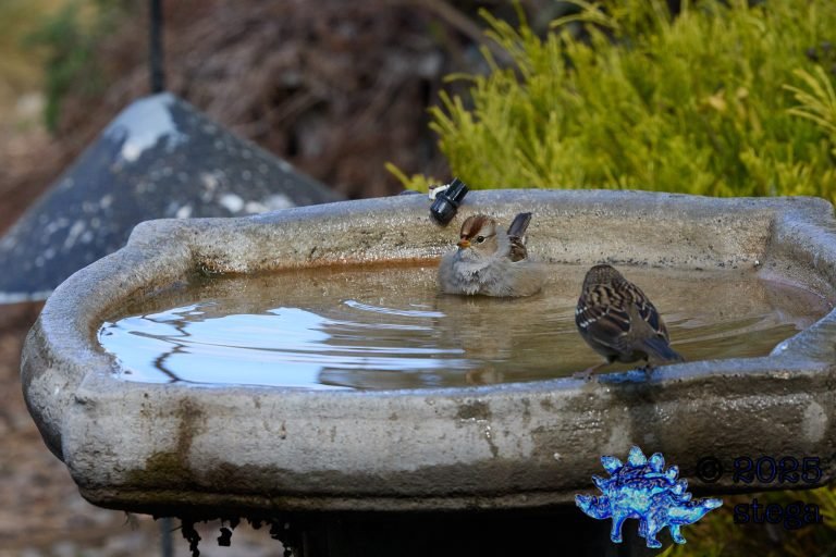 White-Crowned Sparrow