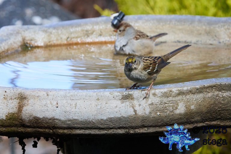 Gold-Crowned Sparrow
