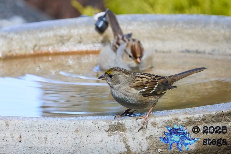 Gold-Crowned Sparrow