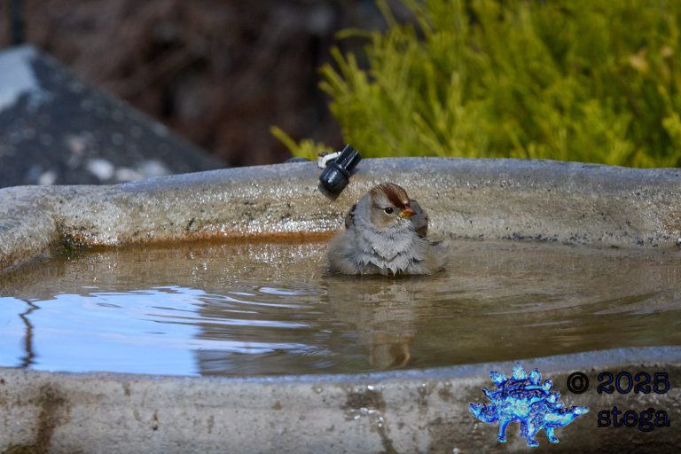 White-Crowned Sparrow