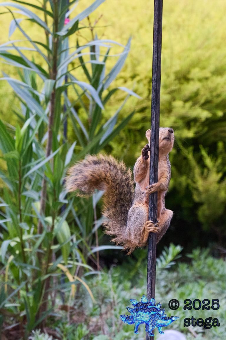 Fox Squirrel