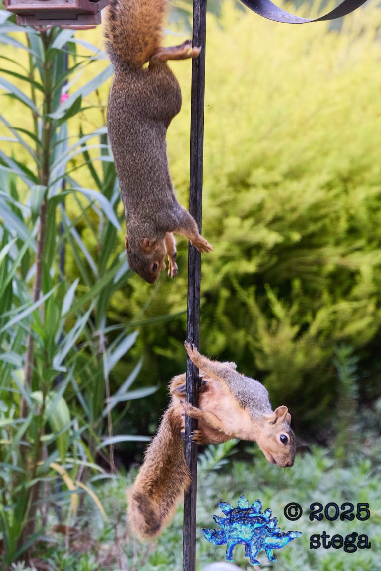 Fox Squirrel