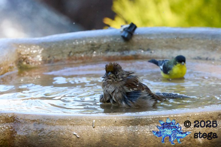 Gold-Crowned Sparrow, Lesser Goldfinch