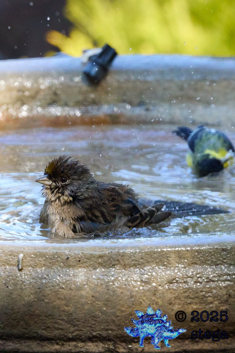 Gold-Crowned Sparrow