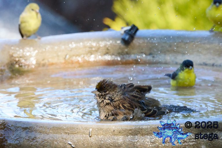 Gold-Crowned Sparrow, Lesser Goldfinch