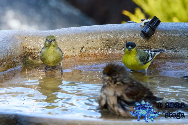 Lesser Goldfinch