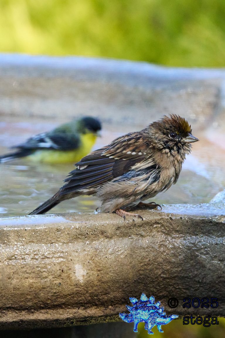 Gold-Crowned Sparrow