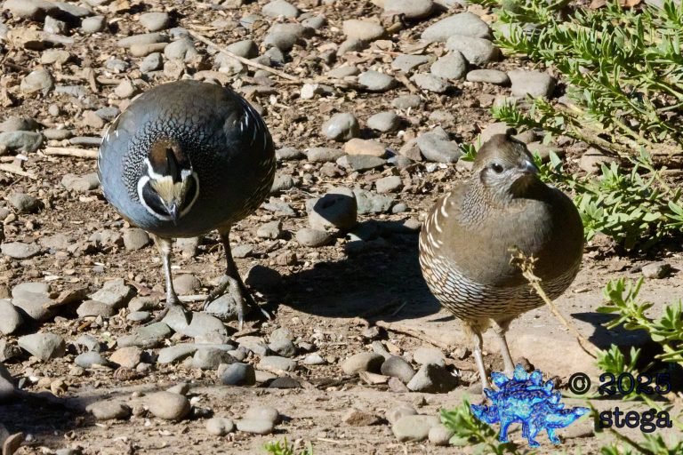 California Quail