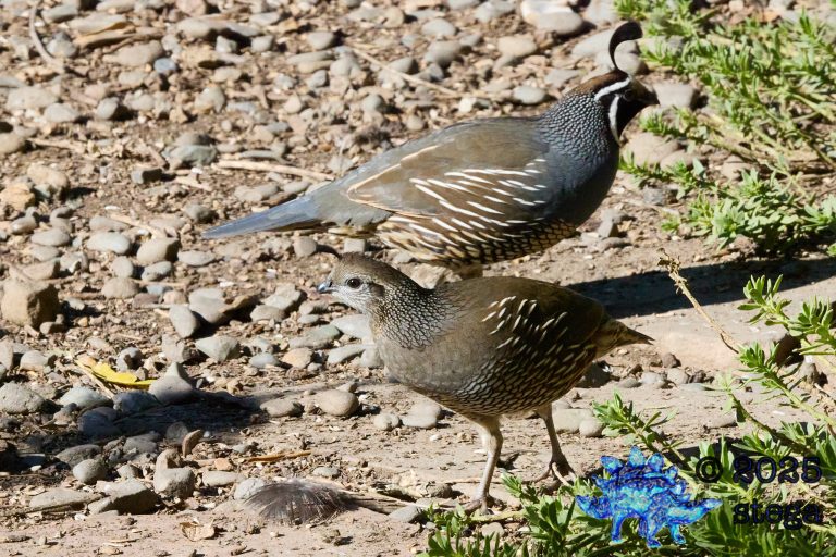 California Quail
