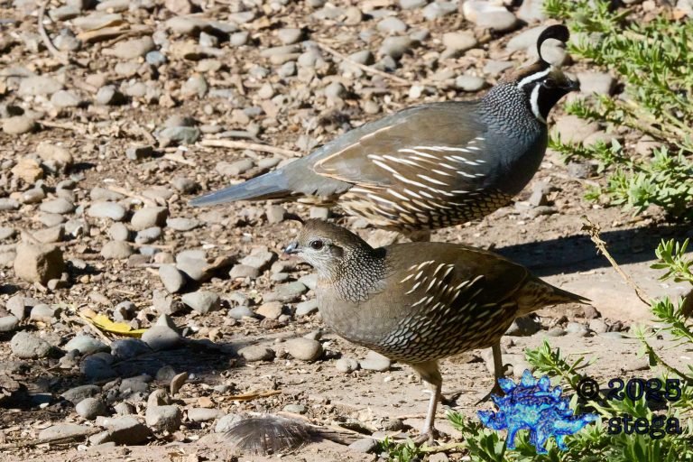 California Quail