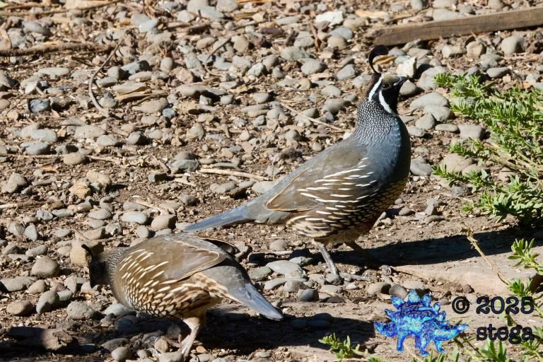 California Quail