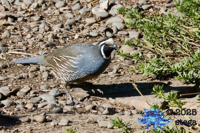 California Quail