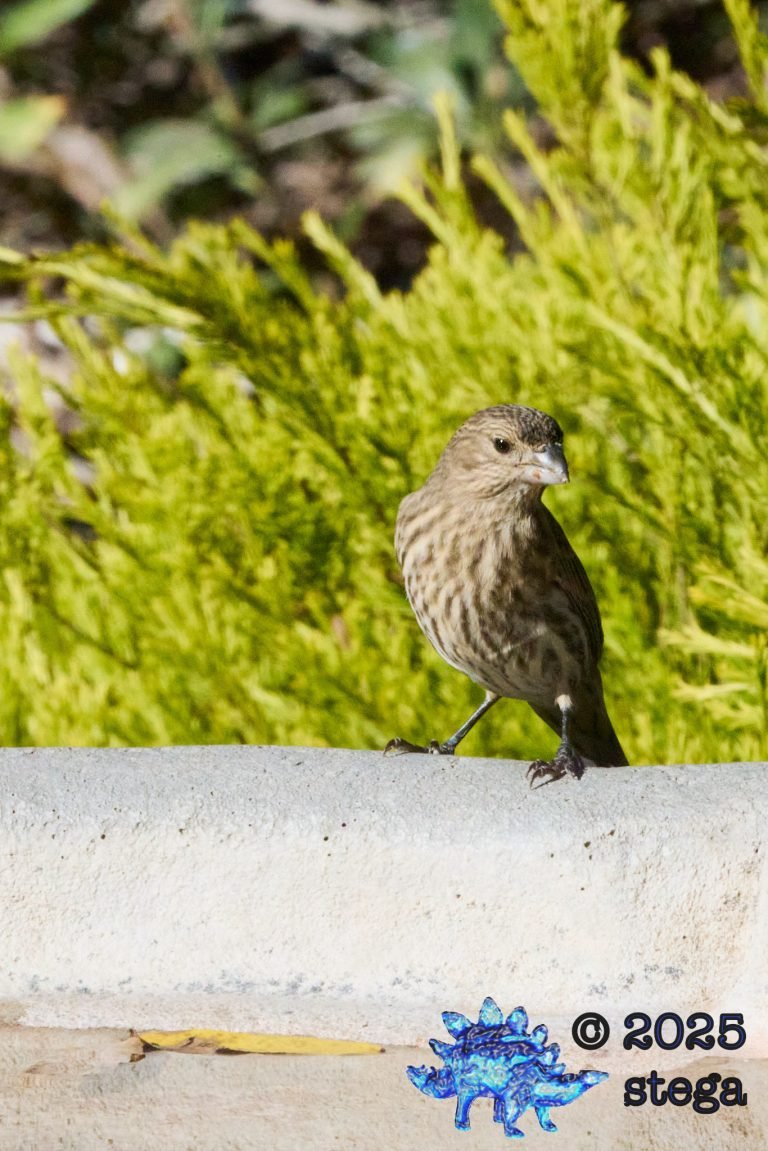 House Finch