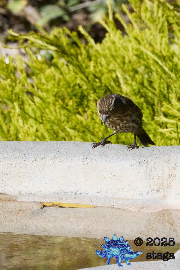 House Finch