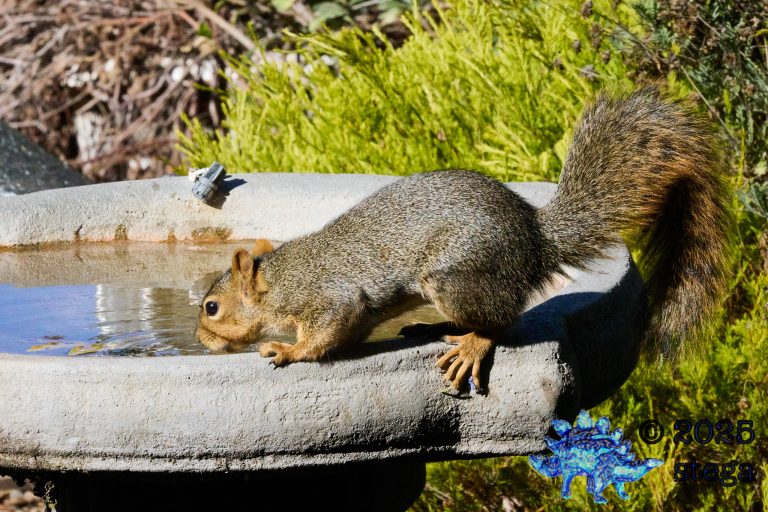 Fox Squirrel