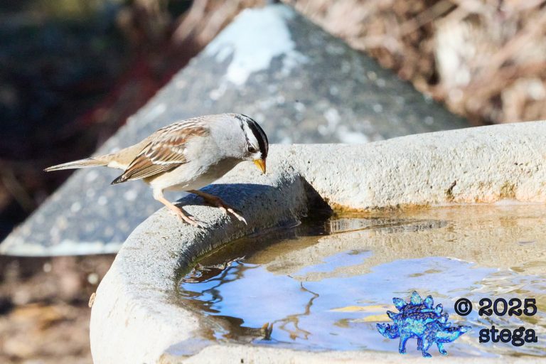 White-Crowned Sparrow