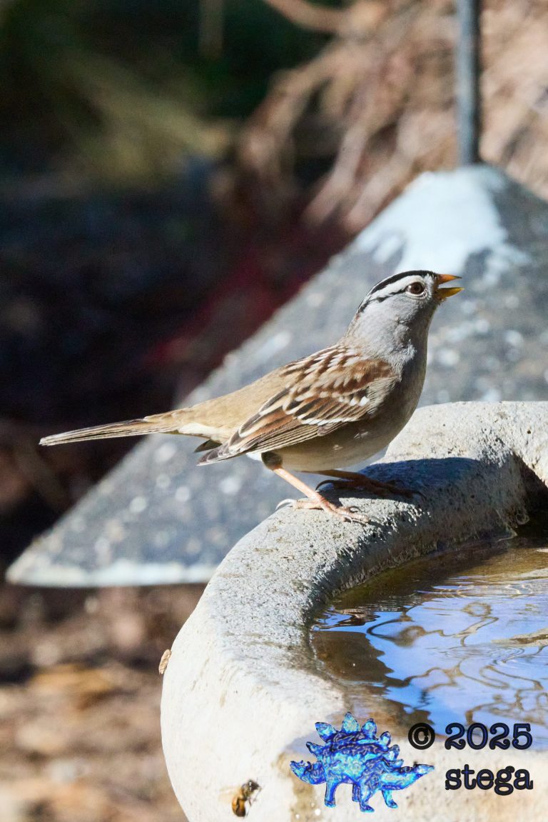 White-Crowned Sparrow
