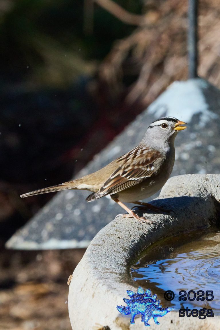 White-Crowned Sparrow