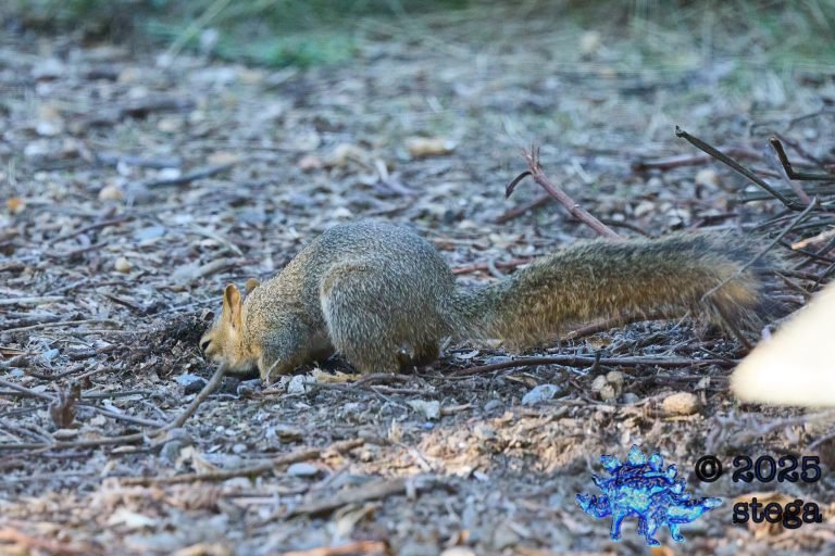 Fox Squirrel