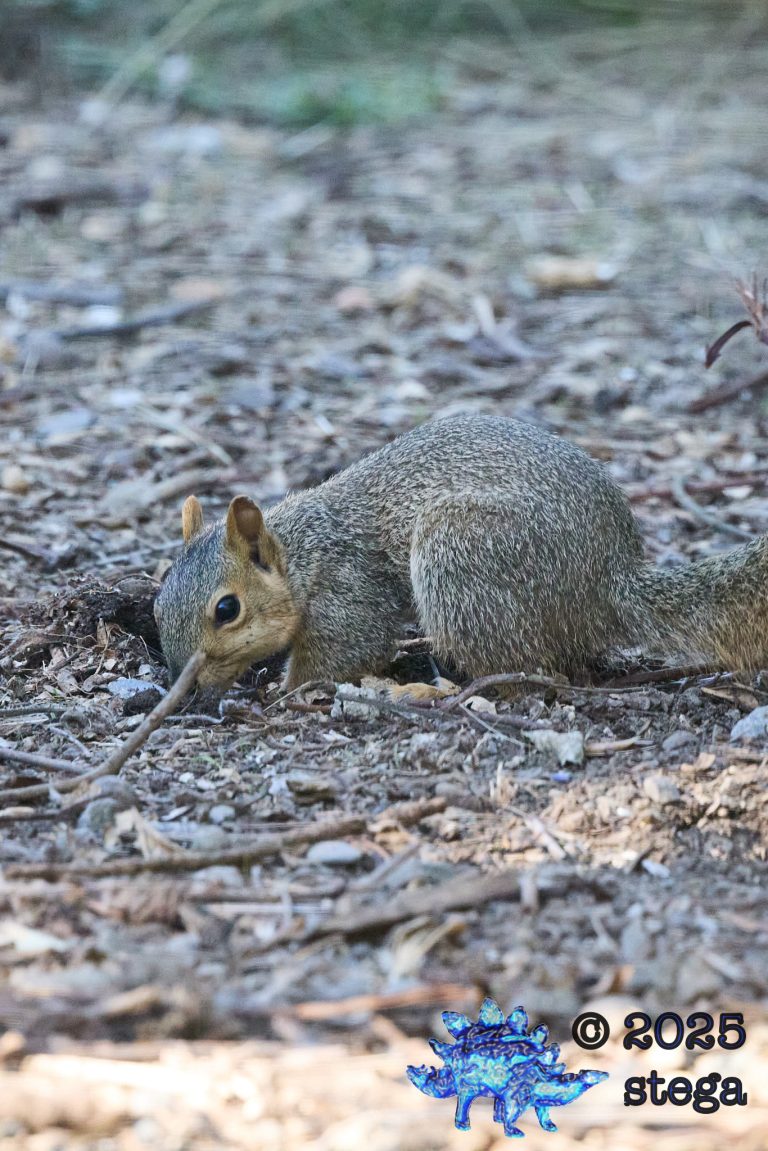 Fox Squirrel