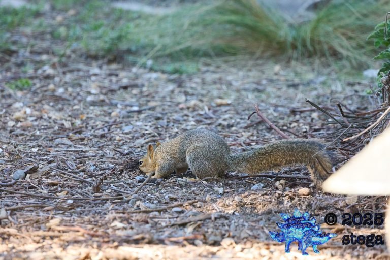 Fox Squirrel