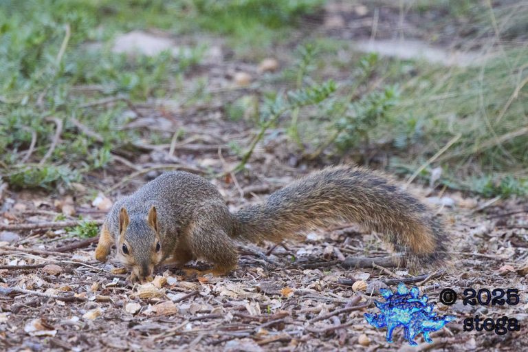 Fox Squirrel