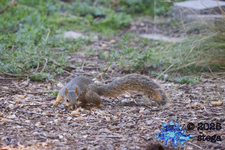 Fox Squirrel