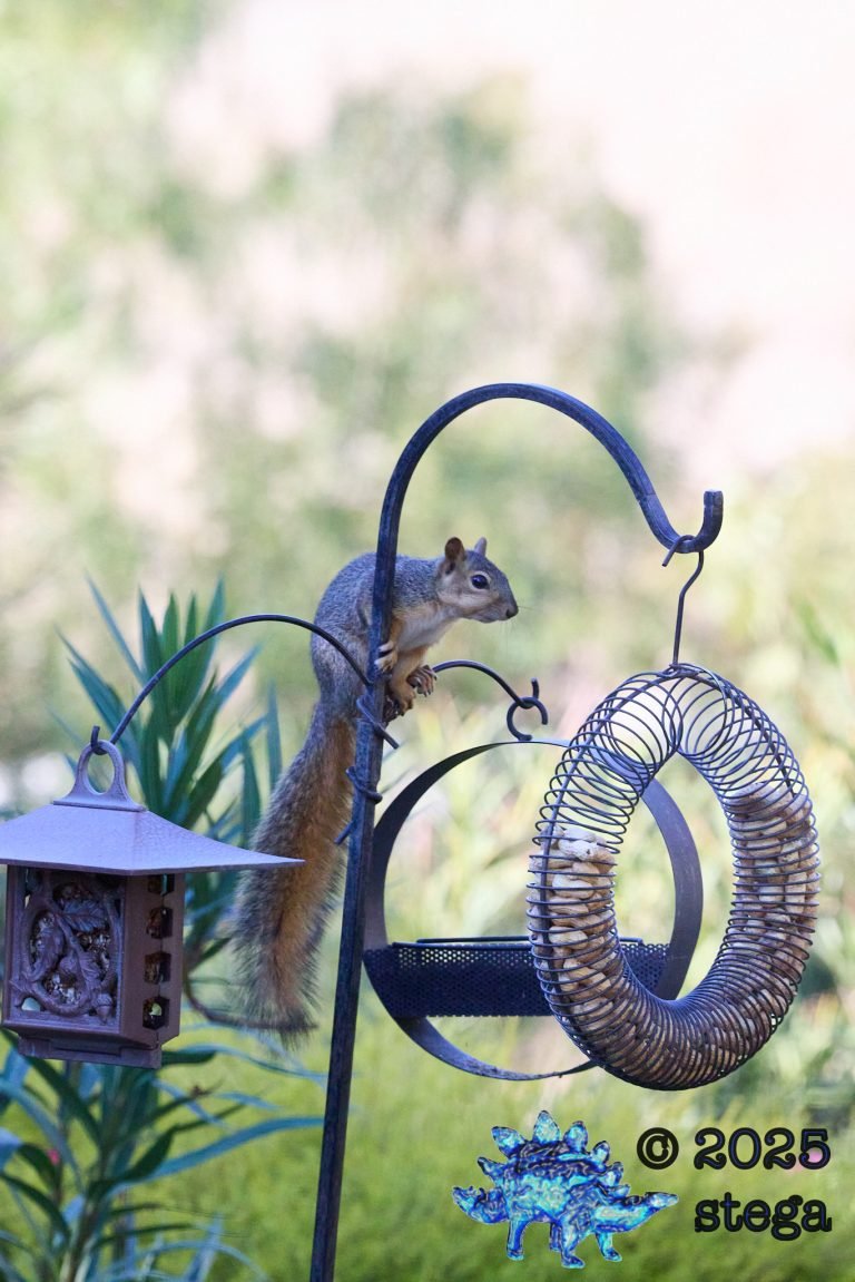 Fox Squirrel